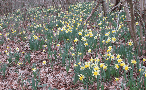 Picture of daffodil field